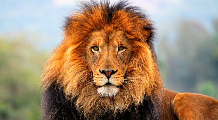 Lion, brown lion, Animals, Wild, Beautiful, Photography, lion king, HD wallpaper