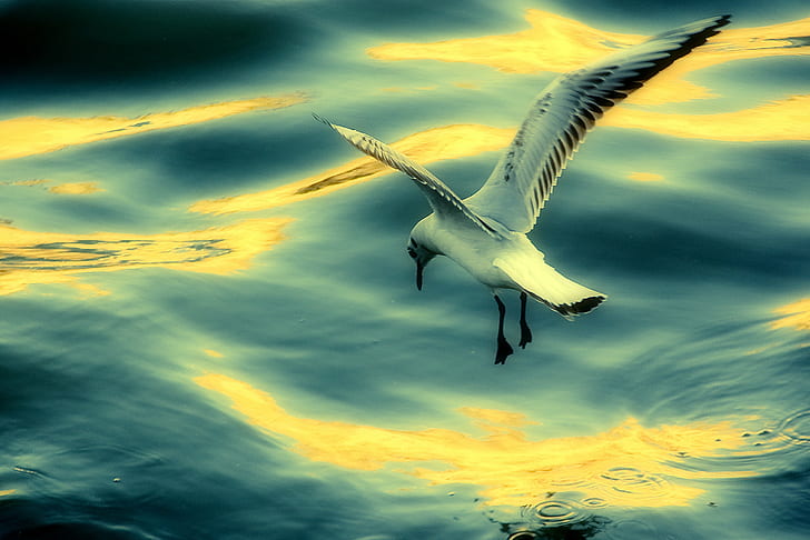 white and black seagull bird above water, Gold, portugal, parque