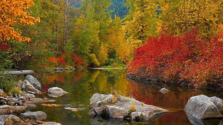 assorted-color trees, stones, autumn, river, forest, beaches