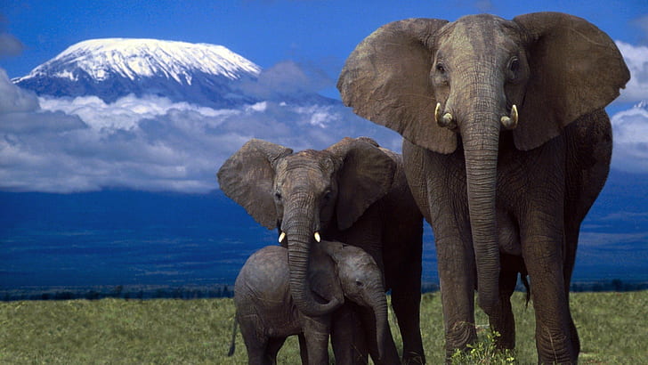 african, Amazing, animal, Beauty, cute, elephant, family, Jungle, HD wallpaper