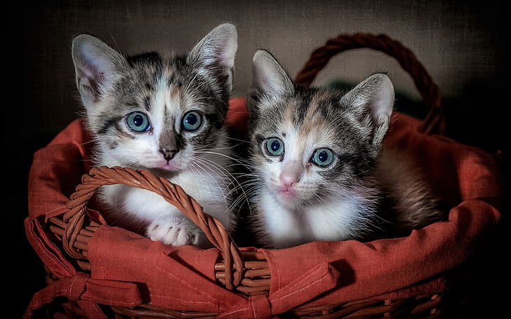 Two cute kittens, basket, two black white brown short fur kittens