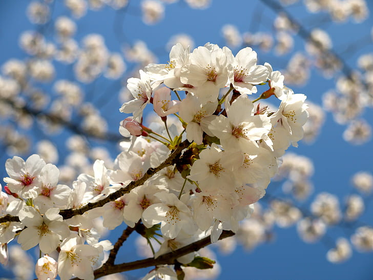 white cherry blossom in close-up photo, Eye-Fi, Japan, Tokyo, HD wallpaper