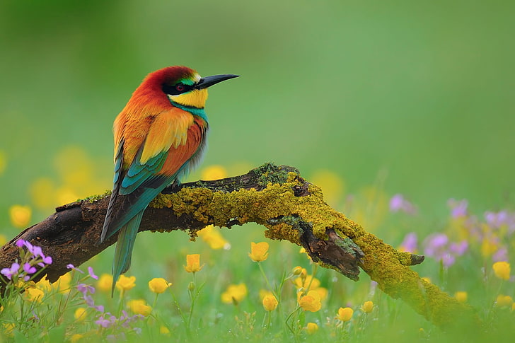orange, yellow, and green bird, branch, flower, bee-Eater, nature