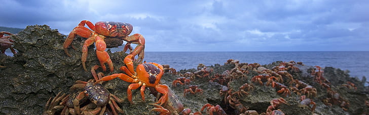 Christmas Island Red Crab, Australia, HD wallpaper