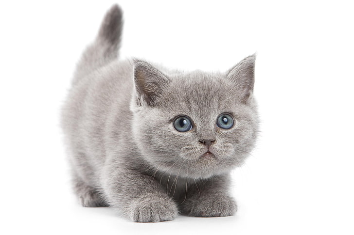Russian blue Kitten, briton, look, kid, domestic Cat, pets, animal, HD wallpaper