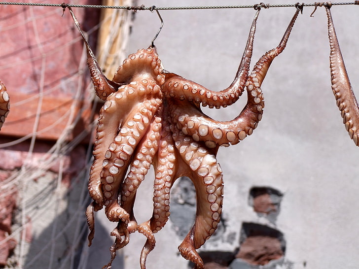 brown octopus, squid, fish, animal, tentacle, cephalopod, close-up