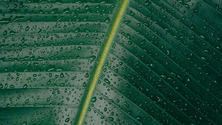 water dew, water drops, green, leaves, plants, stem, green color, HD wallpaper