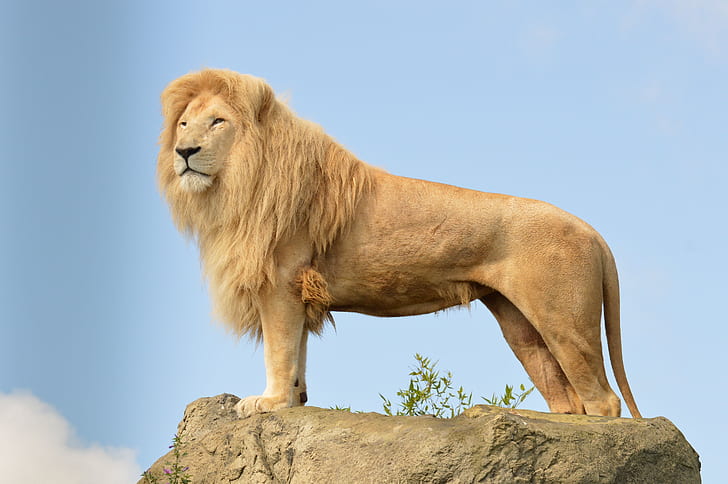 HD wallpaper: lion, standing, predator, big cats, rock, Animal | Wallpaper  Flare