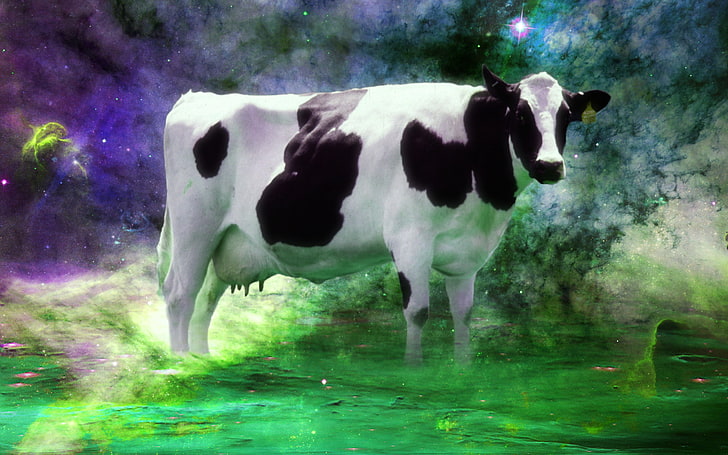 white and black cow, space, nebula, Audhumbla, animal themes, HD wallpaper