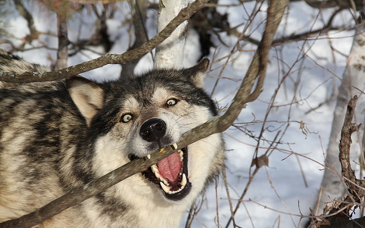wolf, branch, teeth, dog, predator, snow, winter, animal, nature