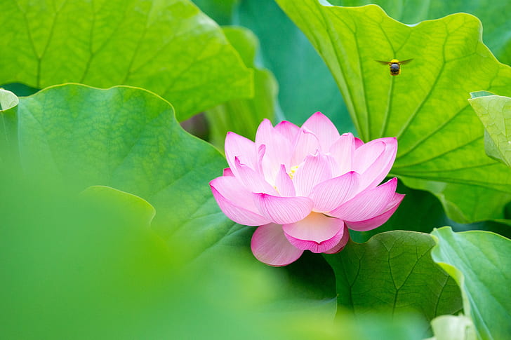 selective focus photography of pink Lotus flower, Visitor, Sankeien