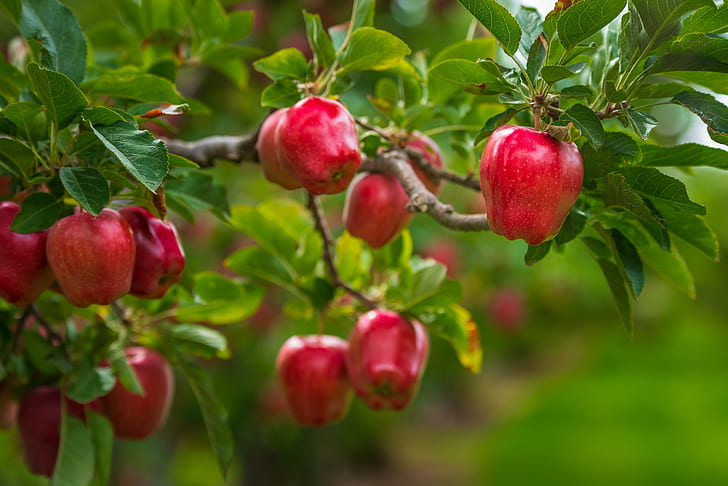 leaves, branches, tree, apples, food, garden, harvest, red