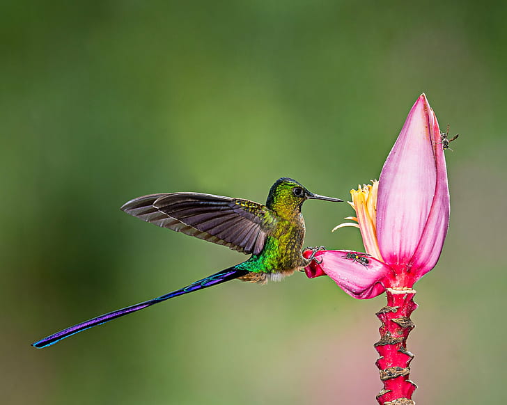 green and purple hummingbird perched on pink flower, Bees, Banana Flower
