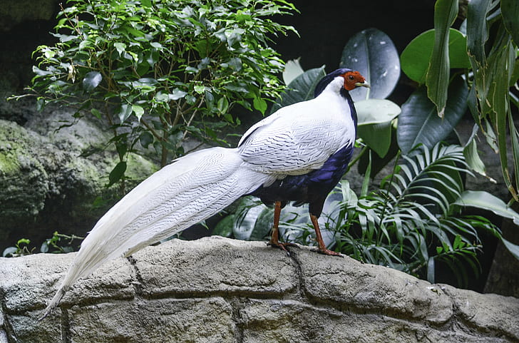 Silver Pheasant perched on concrete wall, silver pheasant, silver  pheasant