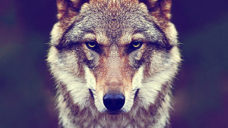 wolf, fur, animals, nature, HD wallpaper