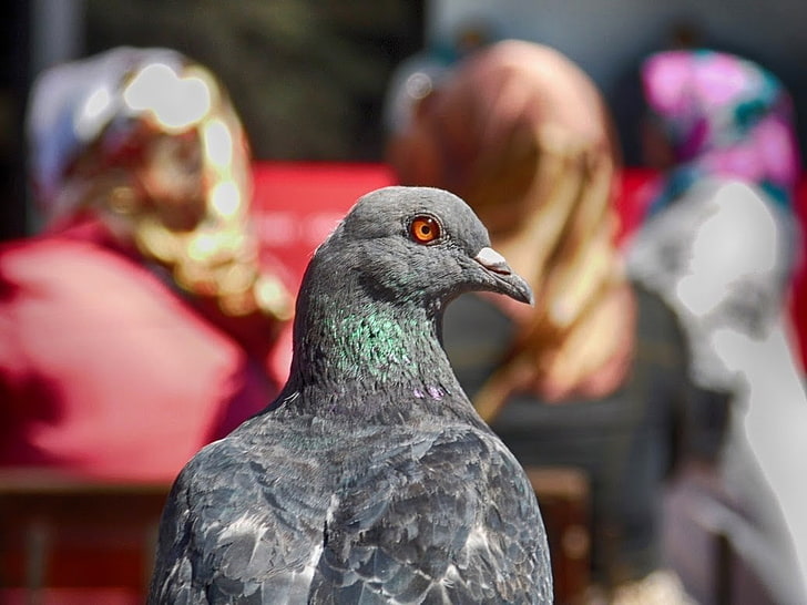 birds, pigeons, blurred, vertebrate, focus on foreground, close-up
