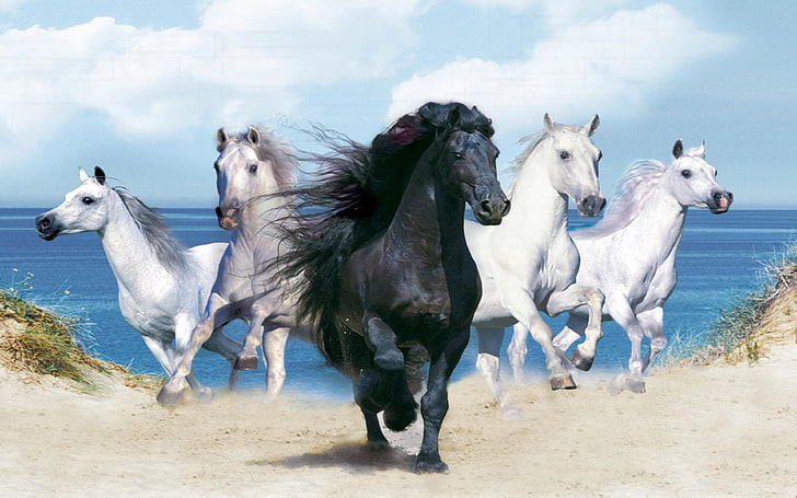 Beautiful white horse 1080P, 2K, 4K, 5K HD wallpapers free download |  Wallpaper Flare