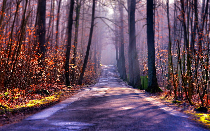 forest, road, trees, the way forward, land, plant, trunk, direction
