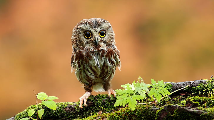 Owl, Branch, Moss, Animals, Owlet, Bird, brown owl, HD wallpaper