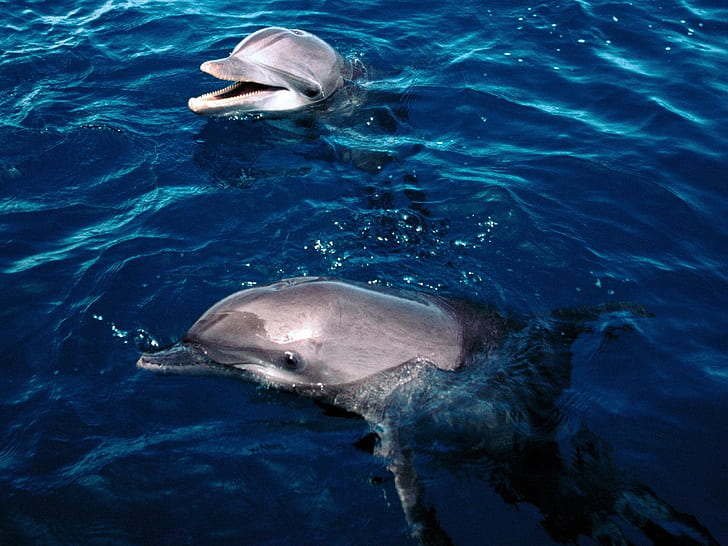 sea, underwater, dolphin