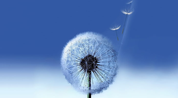 Galaxy S3, white dandelion, Computers, Others, xanh rờn, sky, nature HD wallpaper