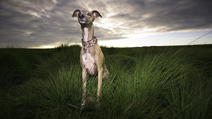 funny italian greyhound picture dog, mammal, animal themes, HD wallpaper