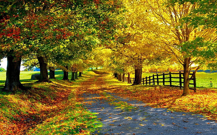 Color Of Autumn Country Road Fallen Autumn Leaves Trees With Yellow Green And Red Lily Denver Colorado Hd Wallpaper 1920×1200, HD wallpaper