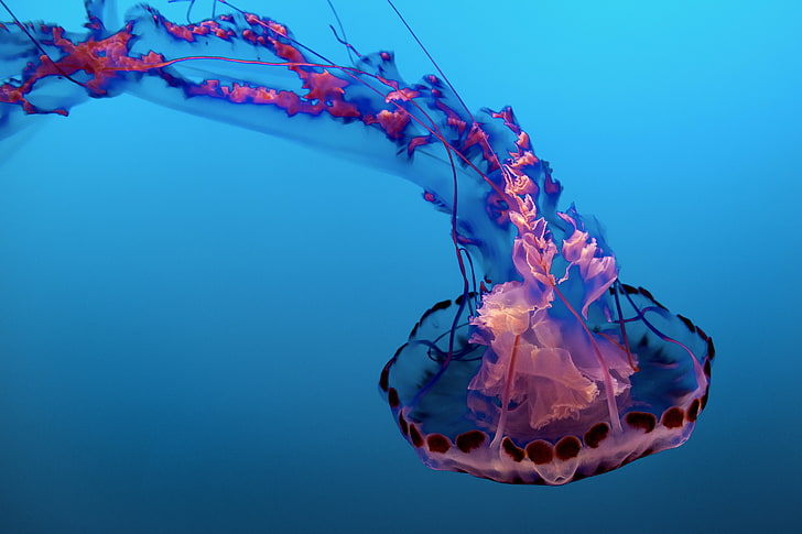 Underwater, Jellyfish, 5K