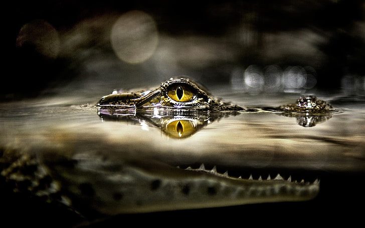 crocodile eye photo, split view, alligators, reptiles, water