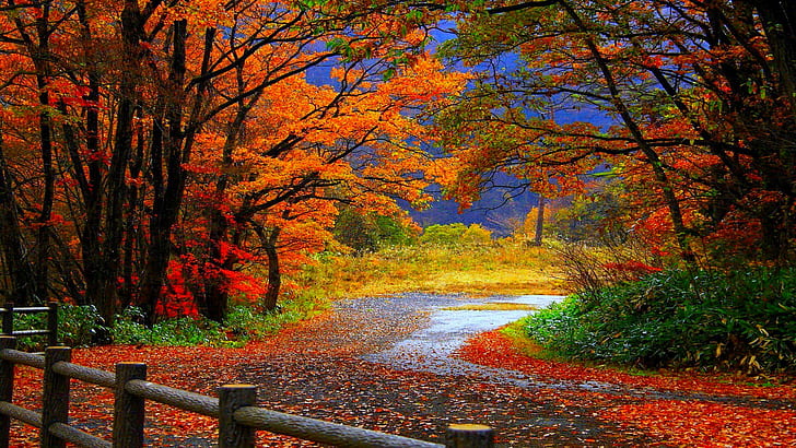 photography, 2560x1440, Forest, autumn, fall, tree, path, HD wallpaper