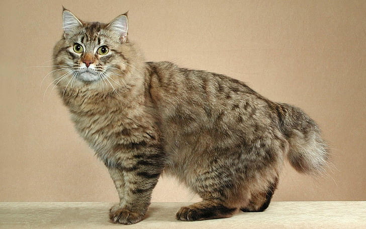 Cute Maine Coon Cat, profile look, big