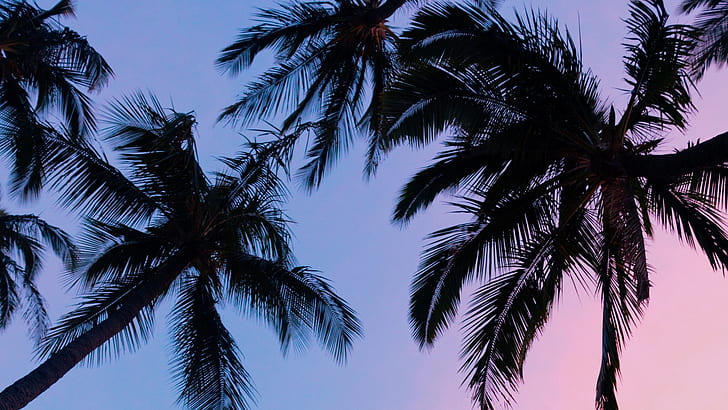 palm trees, blue, pink, sky, sunset, HD wallpaper