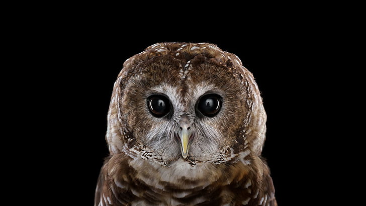 Owl, Baby Owl, Bird, Photography, 1920x1080, HD wallpaper