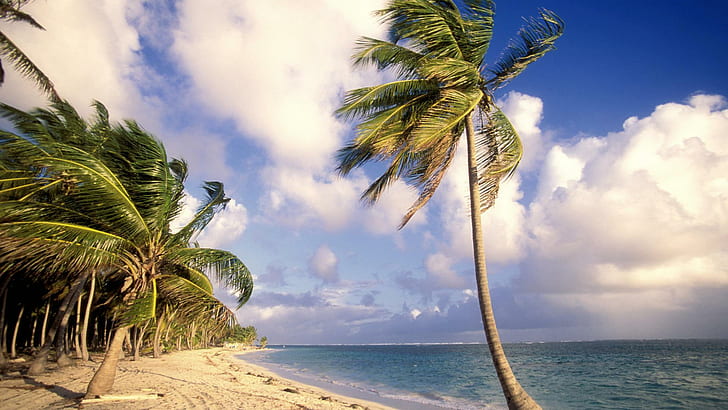 Punta Cana, Dominican Republic, coconut tree on the seashore illustration, HD wallpaper