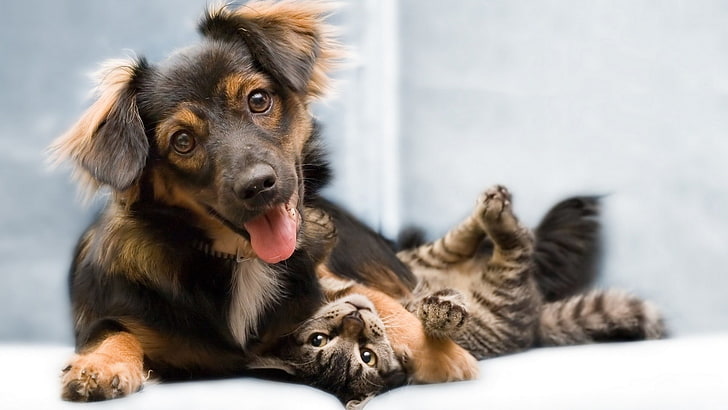 long-coated black and tan dog and brown tabby cat, animals, pets