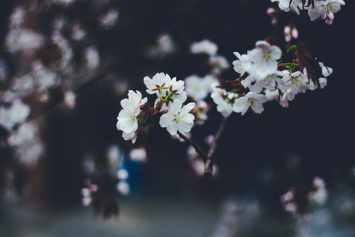 white cherry blossoms, flowers, spring, bloom, blur, branches, HD wallpaper