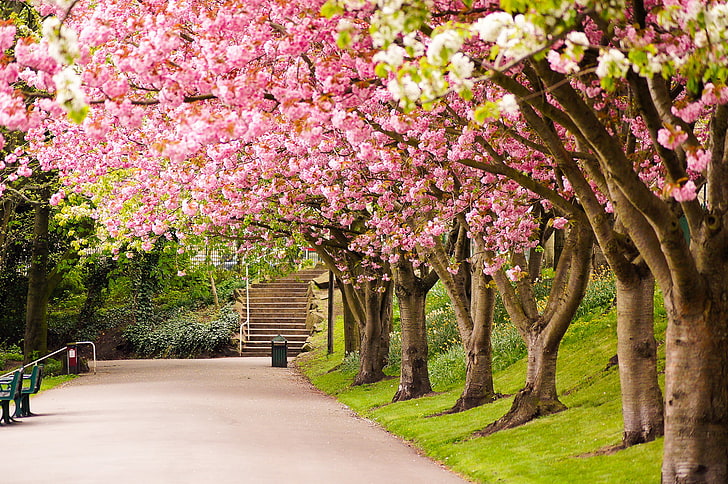 pink cherry blossom trees, road, nature, Park, England, spring, HD wallpaper