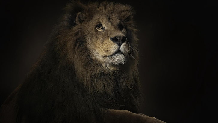 Online crop | HD wallpaper: animals, lion | Wallpaper Flare