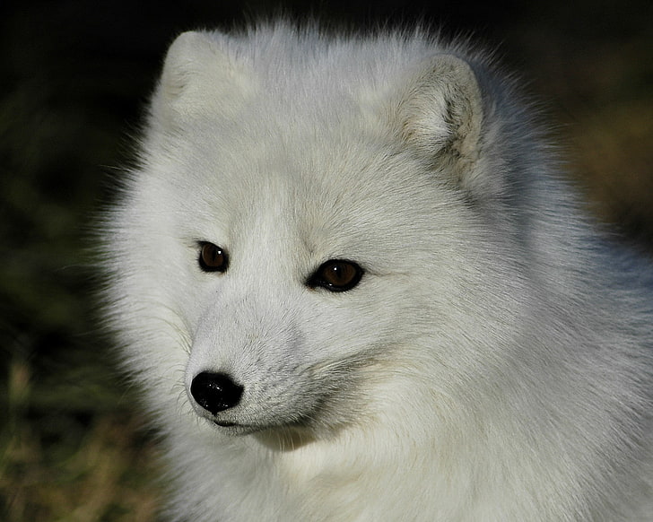 white and black cat plush toy, arctic fox, animals, one animal