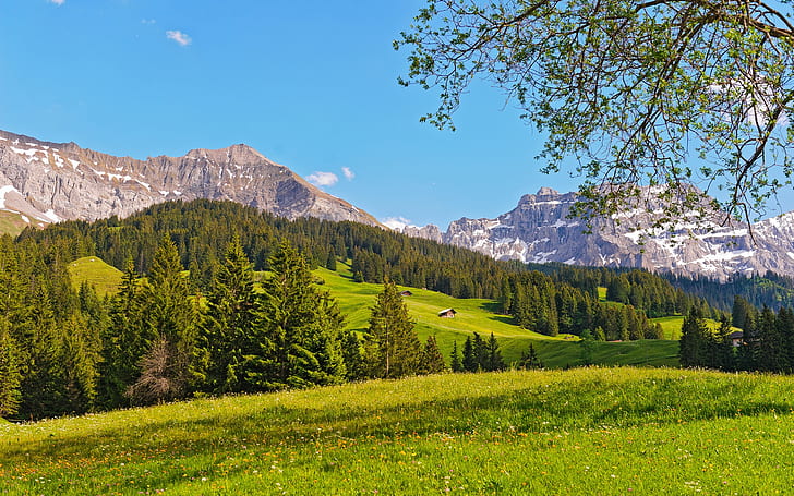Switzerland landscape, mountains, prairie, forest, trees