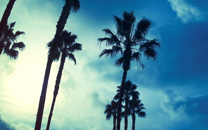 palm tree silhouette wallpaper, trees, sky, palm trees, tropical climate, HD wallpaper