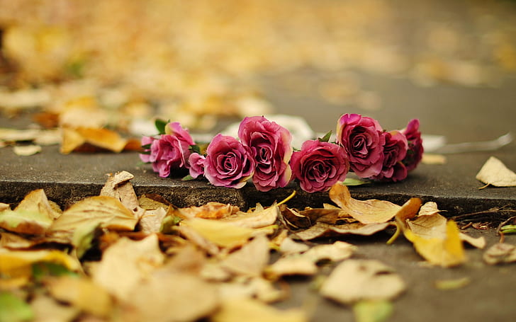 Red rose flowers, yellow leaves, ground, autumn, 7 red roses, HD wallpaper