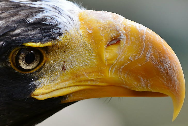 macro shot of american eagle, Extreme, Close-up, National Aviary, HD wallpaper