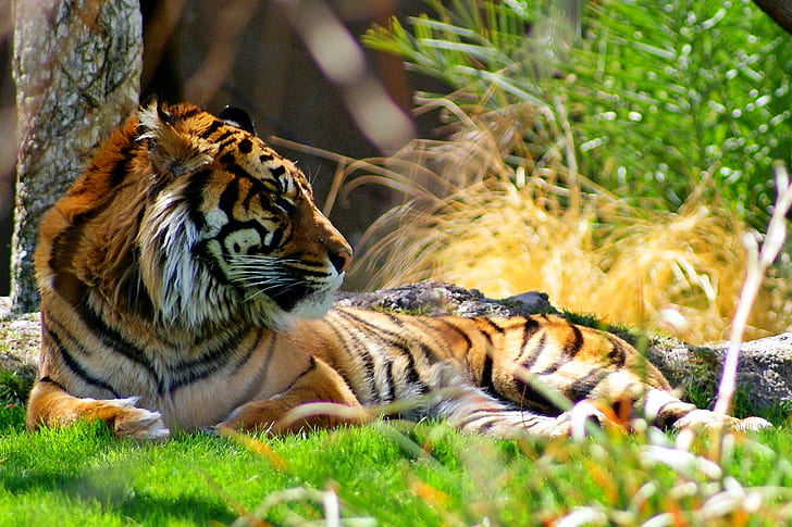 brown and black tiger lying on grass, sumatran tiger, panthera tigris sumatrae, sumatran tiger, panthera tigris sumatrae
