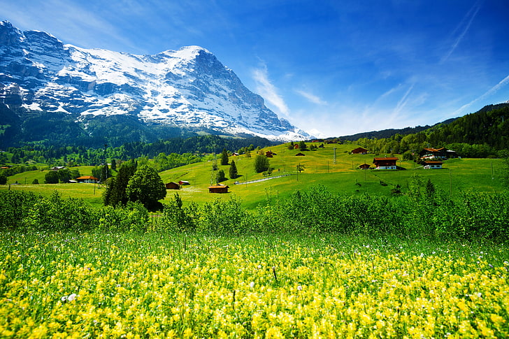 nature photography of yellow flower field and glacier mountain under blue sky