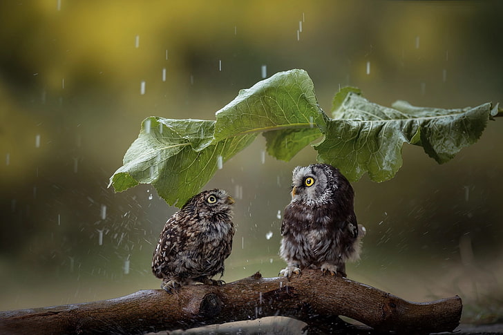 two gray owls, rain, leaves, animals, birds, animal themes, vertebrate, HD wallpaper