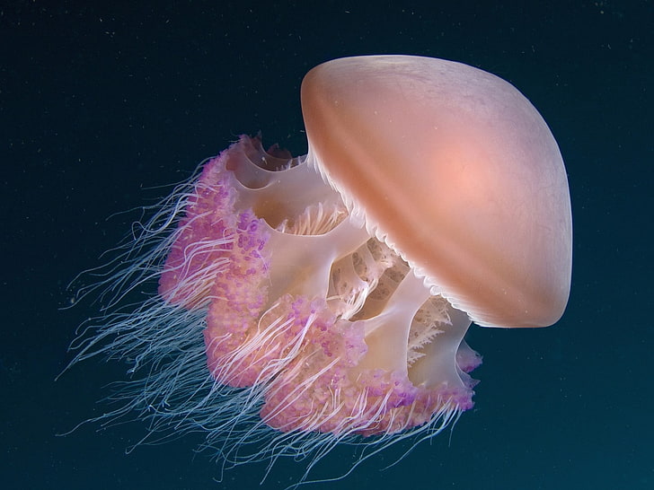 Hãy khám phá đại dương bí ẩn cùng với sứa, động vật biển, và cảnh vật HD đầy sống động. Sự kỳ diệu của hệ sinh thái biển sẽ khiến bạn sống lại một cách đầy thú vị và độc đáo. Bạn sẽ thấy rằng, những sinh vật đại dương luôn đem lại những cảm xúc đáng quý cho con người.