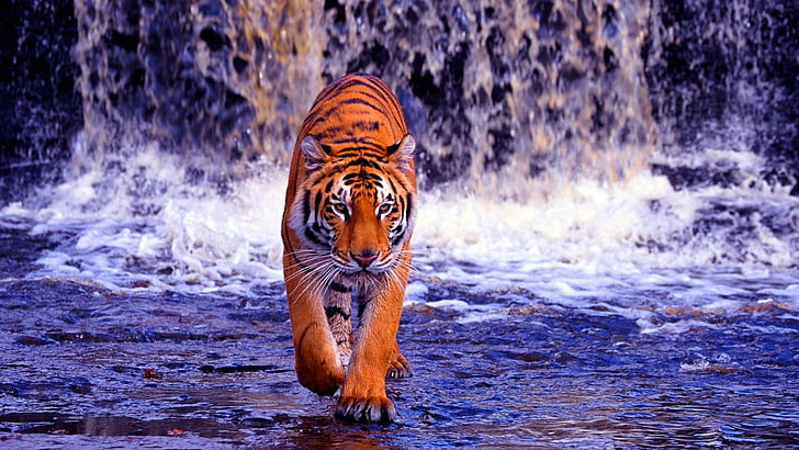 tiger, waterfall, wild cat, wildlife, HD wallpaper