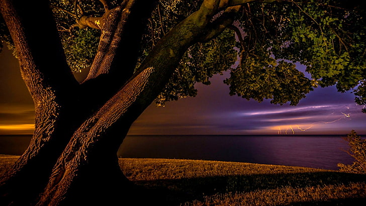 darkness, flash, lightning strike, bank, lakeside, lone tree, HD wallpaper