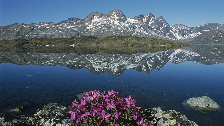 purple flowers, nature, landscape, mountains, Greenland, water, HD wallpaper